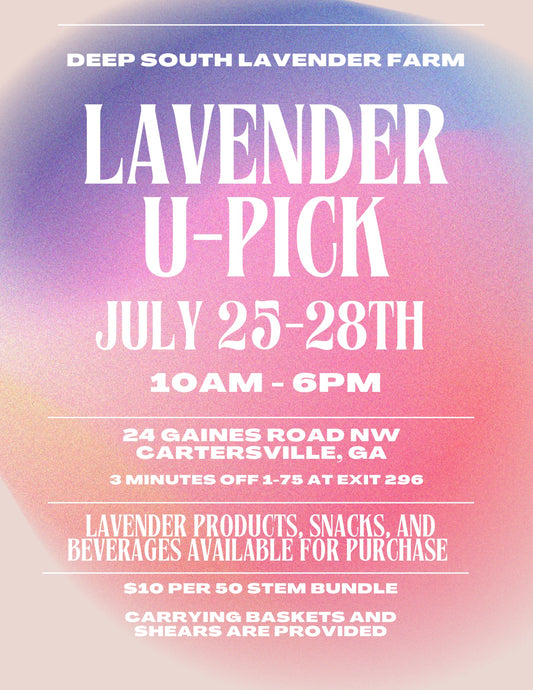 Lavender U-Pick event